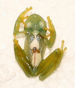 Glass frogs like Hyalinobatrachium uranoscopum use partial transparency for camouflage in the dim light of the rainforest.