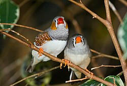 Pair of zebra finches: Bird Kingdom, Niagara Falls, Ontario, Canada