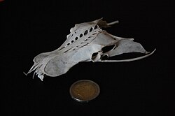 Pelvis of a Gull; formed by the Synsacrum (fused vertebrae placed centrally) and the two innominate bones either side