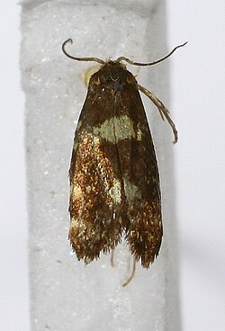 Lampronia corticella