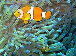 Ocellaris clownfish and Ritter's sea anemones live in a mutual service-service symbiosis, the fish driving off butterflyfish and the anemone's tentacles protecting the fish from predators.