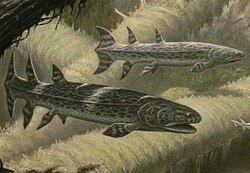 Tristichopterid Hyneria reached length up to 3.5 m (11 ft).