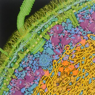 Escherichia coli bacterium, 2021, Illustration by David S. Goodsell, RCSB Protein Data BankThis painting shows a cross-section through an Escherichia coli cell. The characteristic two-membrane cell wall of gram-negative bacteria is shown in green, with many lipopolysaccharide chains extending from the surface and a network of cross-linked peptidoglycan strands between the membranes. The genome of the cell forms a loosely-defined "nucleoid", shown here in yellow, and interacts with many DNA-binding proteins, shown in tan and orange. Large soluble molecules, such as ribosomes (colored in reddish purple), mostly occupy the space around the nucleoid.