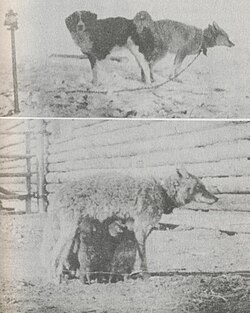 A dog mates with a coyote to produce a dog-coyote hybrid.