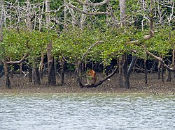 Proboscis monkey eating mangrove leaves in Sarawak.