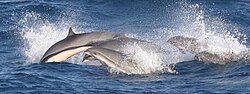 Group of Fraser's dolphins