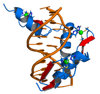 Cartoon representation of the protein Zif268 (blue) containing three zinc fingers in complex with DNA (orange). The coordinating amino acid residues and zinc ions (green) are highlighted.