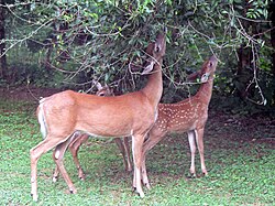A white-tailed deer and two fawns browsing on foliage