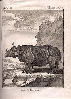 Indian rhinoceros (1767)