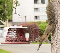 Reaching out for food on a garden bird feeder, this squirrel can rotate its hind feet, allowing it to descend a tree head-first.
