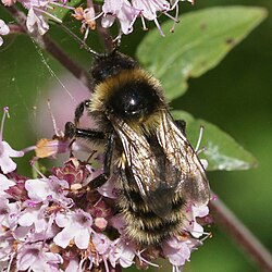 Drone short-haired bumblebee, Bombus subterraneus. The species was successfully reintroduced to England from Sweden.