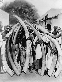 Men with elephant tusks at Dar es Salaam, Tanzania, c. 1900