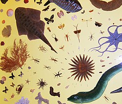 A selection of animals showing a range of possible body symmetries, including asymmetry, radial, and bilateral body plans