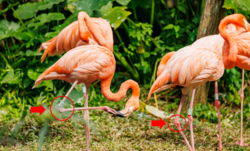 Two flamingos with their ankles circled in red