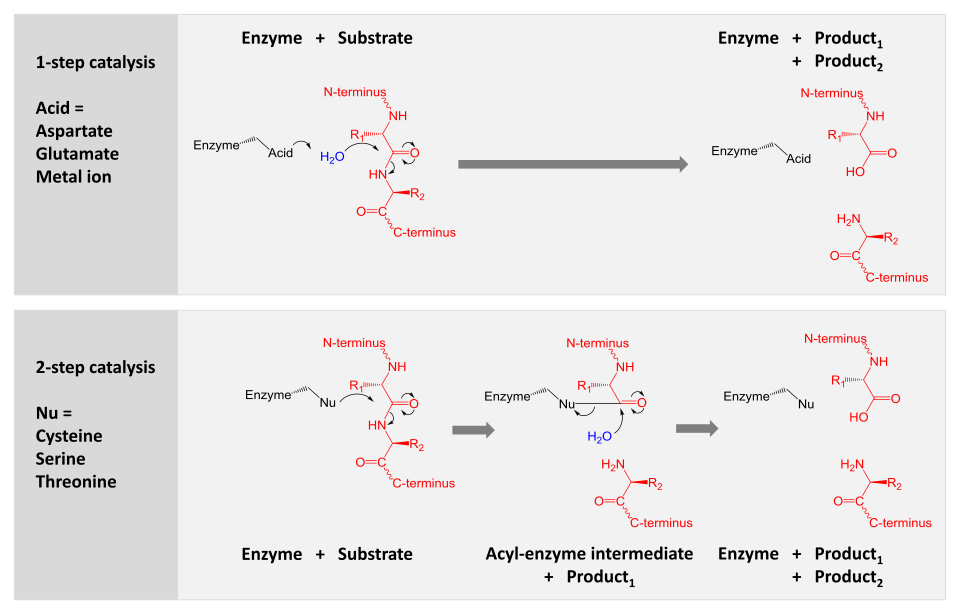 A comparison of the two hydrolytic mechanisms used for proteolysis. Enzyme is shown in black, substrate protein in red and water in blue. The top panel shows 1-step hydrolysis where the enzyme uses an acid to polarise water, which then hydrolyses the substrate. The bottom panel shows 2-step hydrolysis where a residue within the enzyme is activated to act as a nucleophile (Nu) and attack the substrate. This forms an intermediate where the enzyme is covalently linked to the N-terminal half of the substrate. In a second step, water is activated to hydrolyse this intermediate and complete catalysis. Other enzyme residues (not shown) donate and accept hydrogens and electrostatically stabilise charge build-up along the reaction mechanism.