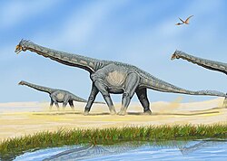 Some sauropods, such as Alamosaurus sanjuanensis, formed herds segregated by age.