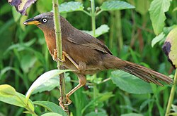 The rufous babbler was moved from the genus Turdoides to Argya