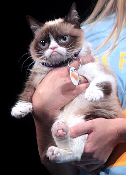 Grumpy Cat, who was ranked as the world's richest cat