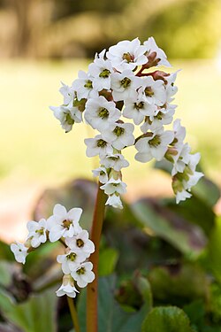 Bergenia 'Bressingham White'
