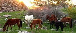 Wild horses roaming in Mount Yamanlar