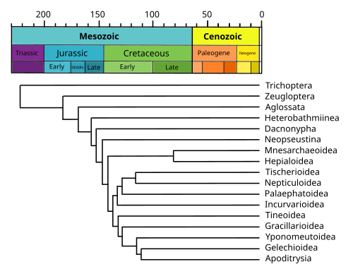 A chronogram of Lepidoptera.[16] In this phylogenetic tree type, branch lengths are proportional to geological time.