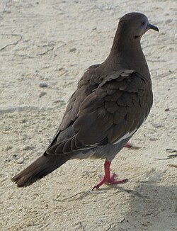White-winged dove (Zenaida asiatica) on San Andrés.