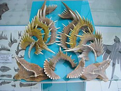 Model of elements of Manticolepis subrecta – a conodont from the Upper Frasnian of Poland – photography taken in the Geological Museum of the Polish Geological Institute in Warsaw