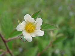 Sida rhombifolia