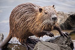 A nutria on the banks of a river in Osaka, Japan.