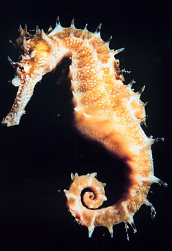 Male seahorses are pouch brooders