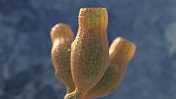 Reconstruction of the problematic[90] Diskagma buttonii, a terrestrial fossil less than 1mm high, from rocks around 2.2 billion years old