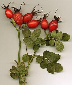 Rosa rubiginosa hips