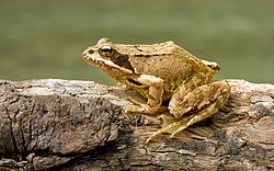 The common frog was included in the 10th edition as Rana temporaria.