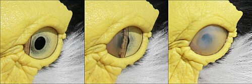 The nictitating membrane as it covers the eye of a masked lapwing