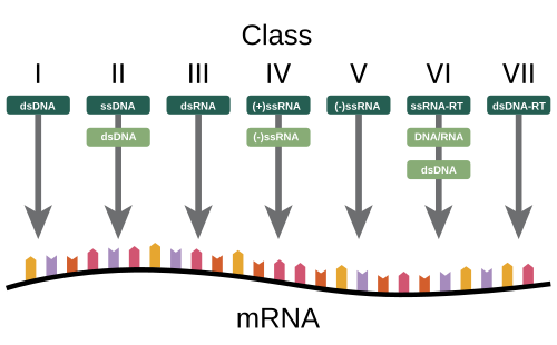 A diagram showing how the Baltimore Classification is based on a virus's DNA or RNA and method of mRNA synthesis