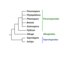 Simplified phylogeny.[citation needed]
