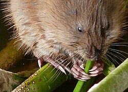 A muskrat eating a plant, showing the long claws used for digging burrows