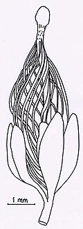 The transitional fossil Runcaria