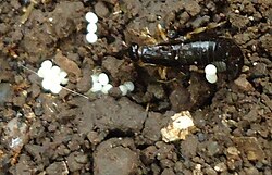 Earwig guarding eggs