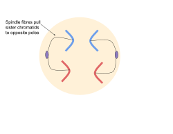 Anaphase during mitosis