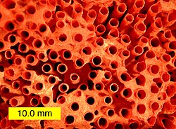 The organ pipe coral was named Tubipora musica in 1758.