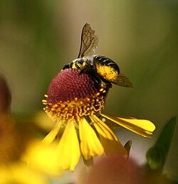 Abdominal scopa of Megachile on the pseudanthium of a composite
