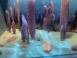 A reconstruction of the Ediacaran biota at the Field Museum in Chicago