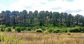 Immediately above the Permian–Triassic boundary the glossopteris flora was suddenly largely displaced by an Australia-wide coniferous flora[51]