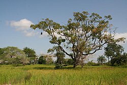 Landscape of Casamance