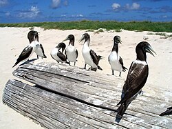  Seven brownish birds sitting on a large log on a beach