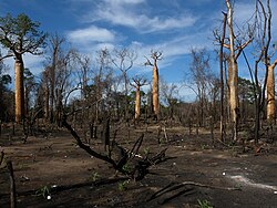 Lemurs in dry deciduous forests of Madagascar are threatened by deforestation for the creation of farmland and pasture.
