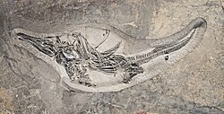 Barracudasauroides, an ichthyosaur preserved in articulation from the Guanling Formation