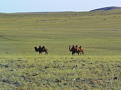 Bactrian camels in the Bayankhongor Province of Mongolia