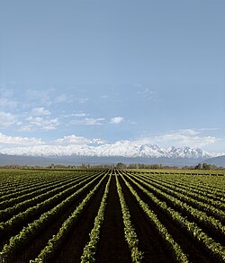 Vineyard in Luján de Cuyo, province of Mendoza, Argentina